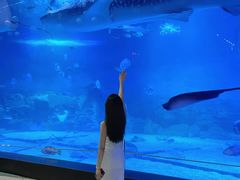 -烟台海昌鲸鲨海洋公园