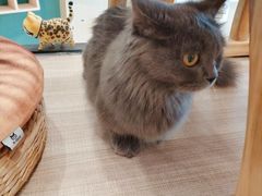 -飞行喵MR PILOT|猫舍·猫咖(静安大融城店)