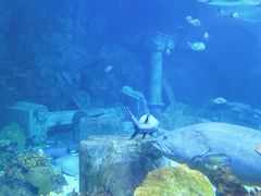 -西安曲江海洋极地公园