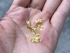 -洞背山庄(洞背院区式管理小区店)