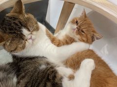 -瞄一喵猫咖(格力海岸店)