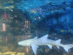 -烟台海昌鲸鲨海洋公园