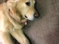 -百好乐宠物友好餐厅(朝外大街店)