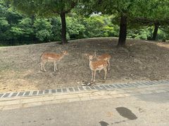 -常州淹城野生动物世界