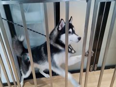 海胆-Husky Go! 哈士奇体验馆·宠物咖啡厅狗咖