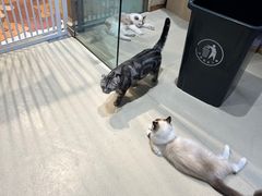 -藏猫猫咖啡主题馆(中央大道店)