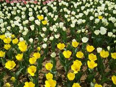 -瑶湖郊野森林公园