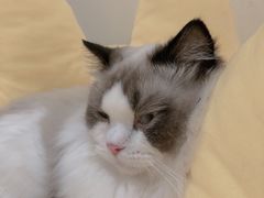 -滚猫咖啡·猫咖·猫友好撸猫(未来城店)