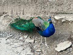 -栾川竹海野生动物园