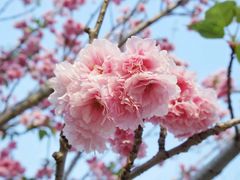 -天适樱花悠乐园