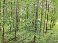 -黄海国家森林公园