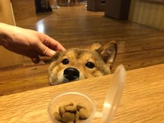 -柴务处·柴犬主题狗咖