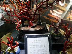 -绮丽珊瑚博物馆(台东店)