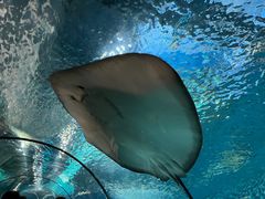 -上海海洋水族馆