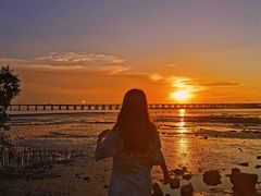 -宝安西湾红树林湿地公园