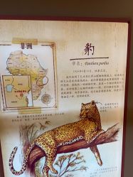 -卡通尼·Safari非洲探索乐园·生日会(金桥国际商业广场店)