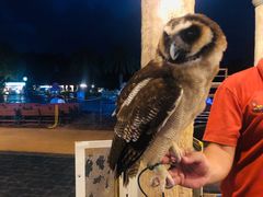 -清迈夜间动物园