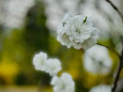 -国家植物园