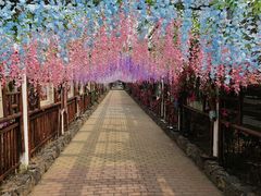 -呀路古热带植物园