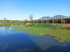 -马陆小张葡萄园农家乐