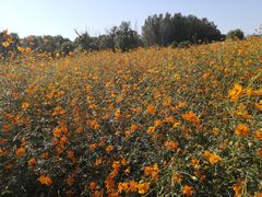 -北京东方普罗旺斯薰衣草庄园