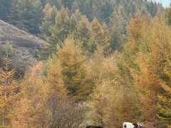 -苏木山森林公园
