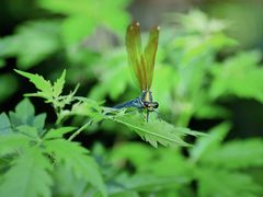 -碓臼峪自然风景区