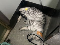 -伟伟宠物医院·瑞派猫友好医院·猫科(光谷店)