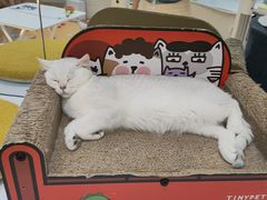 -COLOR PETS 撸猫馆·购猫·猫咖(长风大悦城店)