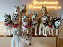-Husky Go! 哈士奇体验馆·宠物咖啡厅狗咖