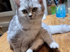 -猫小院猫主题餐厅(南锣旗舰店)