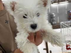 -翊宠yipet猫狗购宠庄园犬舍•猫舍