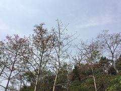 -七仙岭温泉国家森林公园