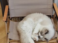 -猫咪派对(江南西店)