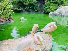 -昆明动物园