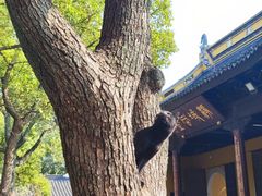 -西园寺素食(西园弄戒幢律寺店)