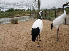 -盐城丹顶鹤湿地生态旅游区