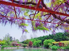 -嘉定紫藤园