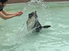 -帕帕拉兹宠物(亚洲旗舰店)