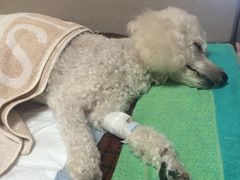 -美联众合动物医院·24h京西诊疗中心