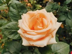 -大妙火锅·非物质文化遗产(东湖公园店)