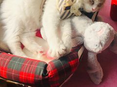 -猫大福·Fortune Cat猫舍(百子湾店)