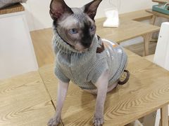 -李小姐の猫咖啡馆(五角场店)