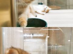 -飞行喵MR PILOT|猫舍·猫咖(静安大融城店)
