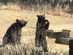 -沈阳森林动物园