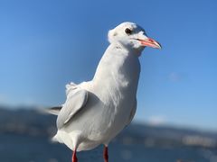 -海埂大坝