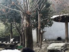 -卧龙中华大熊猫苑神树坪基地