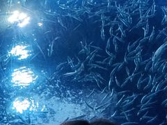 -海合安成都极地海洋公园