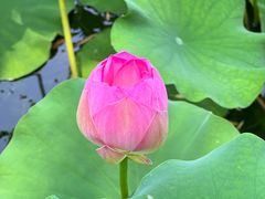 -莲花池公园