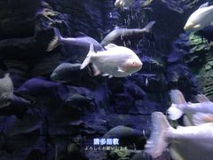 -成都浩海立方海洋公园